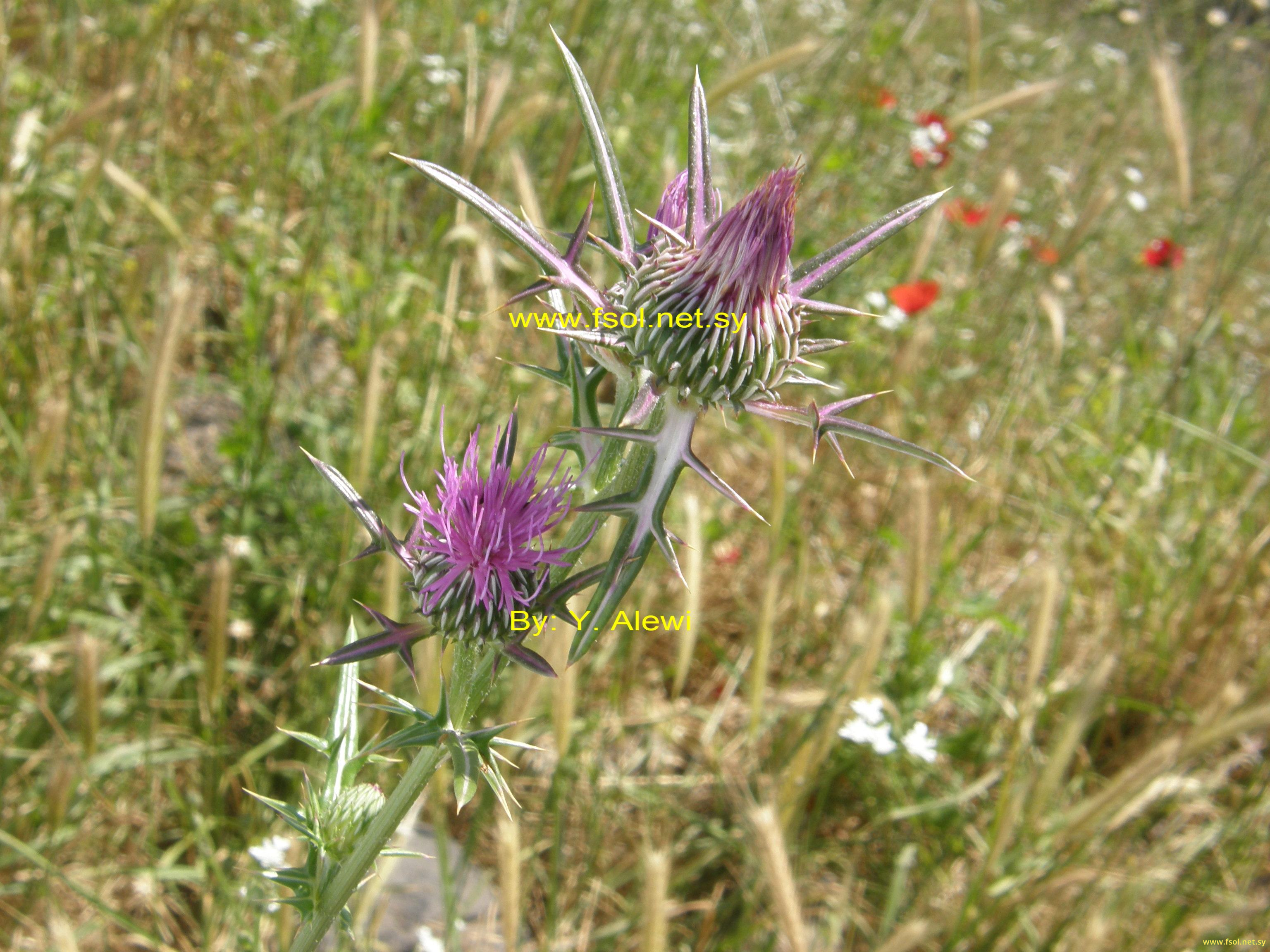 Notobasis syriaca (L.) Cass.